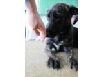 SIMONETTA 2 ANNI SIMIL MALINOIS TIGRATA IN CANILE DA QUANDO AVEVA POCHI GIORNI D