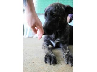 SIMONETTA 2 ANNI SIMIL MALINOIS TIGRATA IN CANILE DA QUANDO AVEVA POCHI GIORNI D
