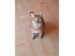 Dolcissimo piccolo gattino di  Soli 6 mesi