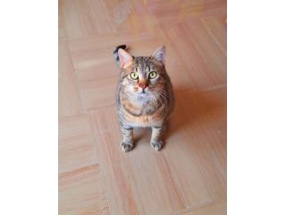 Dolcissimo piccolo gattino di Soli 6 mesi
