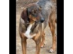 MELAMPO MIX SEGUGIO CANE IN ADOZIONE TG MEDIO CONTENUTA