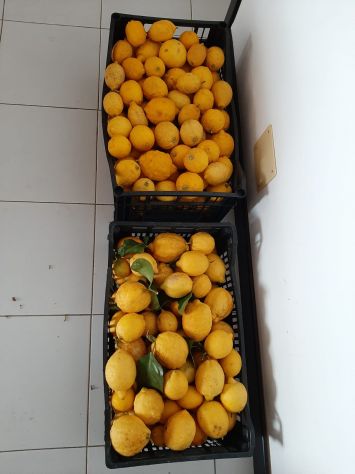 LIMONI BIOLOGICI RIVIERA LIGURE DI LEVANTE - Foto 2