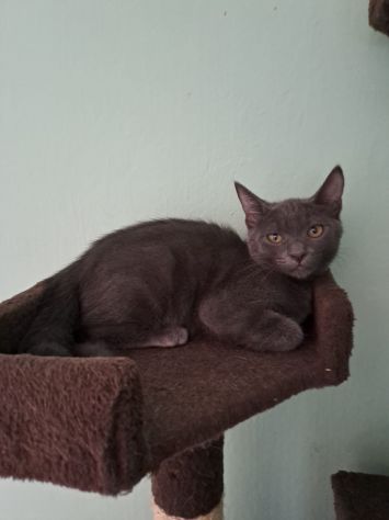 ELEOISE e PENELOPE, adorabili gattine in adozione! - Foto 8