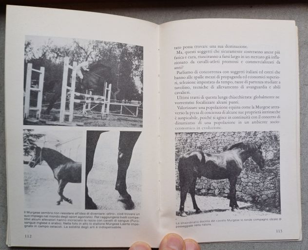 Il Murgese, G. Buonavolontà – M. Silvestrelli, Edizioni Equestri 1986. - Foto 9