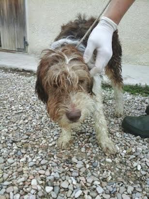 VELVET, giovane cagnolina dal carattere meraviglioso - Foto 5