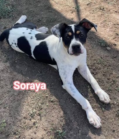 Janette Jordan Soraya cani in adozione - Foto 8