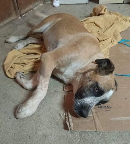 LEO ADORABILE E COCCOLONE CANE IN ADOZIONE - Foto 2