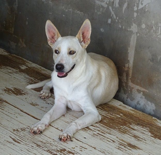 CANE DA ADOTTARE - Foto 4