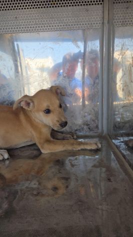22 cuccioli da accasare!! SOS ABBANDONI SICILIA - Foto 4