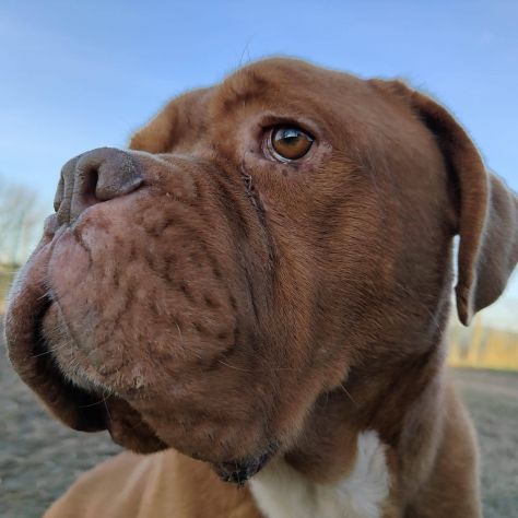 Hego dogue de bordeaux - Foto 5