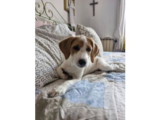 Daisy cucciola