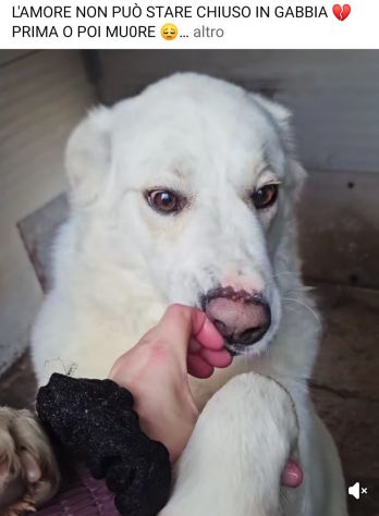 SONNY molto affettuoso, CANE IN ADOZIONE