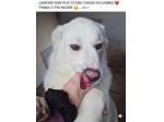 SONNY  molto affettuoso, CANE IN ADOZIONE