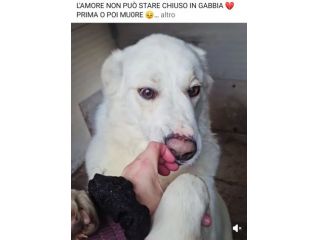 SONNY  molto affettuoso, CANE IN ADOZIONE