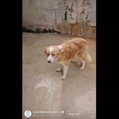 LILLO 15 KG DI TENEREZZA CAGNOLINO IN ADOZIONE - Foto 5
