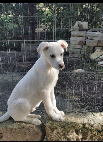 Starsky ed Hutch cuccioli simil golden retriever - Foto 4