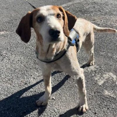 Newton il segugio con le lentiggini, adora le carezze, cane in adozione - Foto 7
