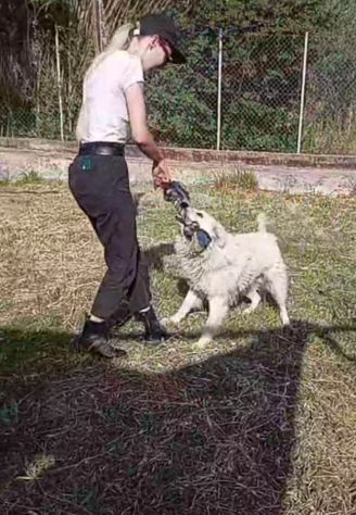 RUNNER cerca casa CANE IN ADOZIONE - Foto 10