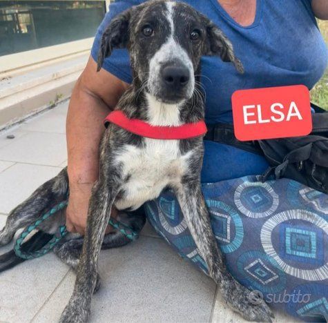ELSA BUONA E SOCIEVOLE CUCCIOLA IN ADOZIONE - Foto 10