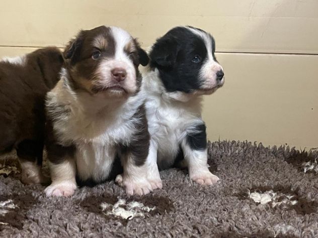 Cuccioli di Border Collie di alta genealogia