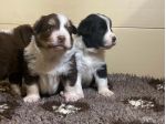Cuccioli di Border Collie di alta genealogia