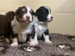 Cuccioli di Border Collie di alta genealogia