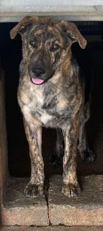 UGO Cucciolo in adozione - Foto 8
