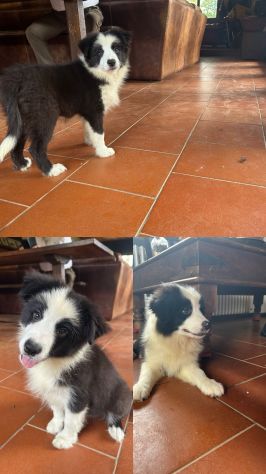 Cuccioli di Border Collie di alta genealogia - Foto 6