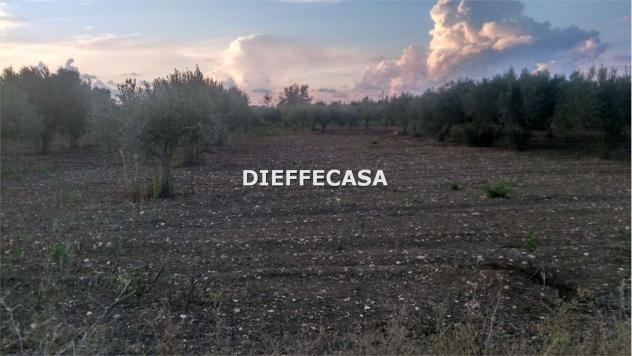 V1510 - In vendita a Marsala terreno agricolo periferia