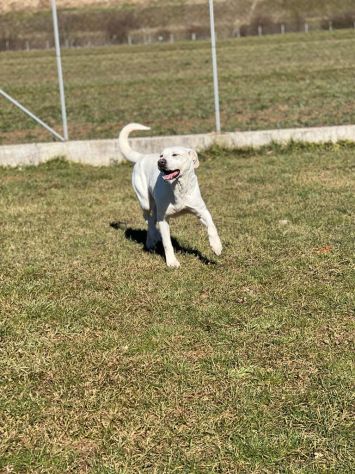 CANE IN ADOZIONE: MIKA aspetta la sua occasione. - Foto 2