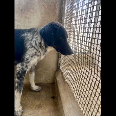 PROCOPIA, UN'OCCASIONE DI VITA, CAGNOLINA IN ADOZIONE - Foto 5