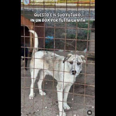 VALENTINO CUCCIOLONE IN ADOZIONE - Foto 7
