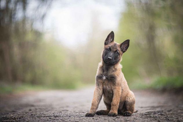 Allevamento e Cuccioli Pastore Belga Malinois a Taranto in Puglia e in Italia