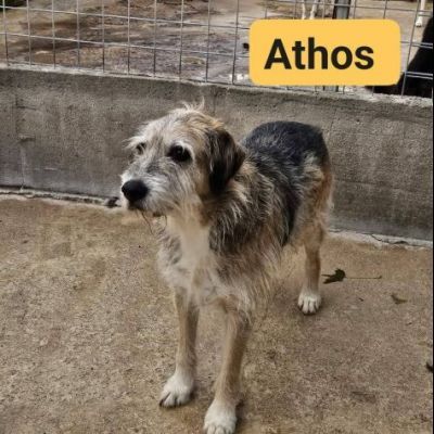 La triste storia dei tre moschettieri cagnolini in adozione - Foto 3