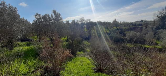 Seminativo in vendita a Montecorvino Rovella - Foto 6