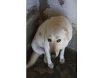 TOBI 8 ANNI taglia media grande ORA E’ IN CANILE