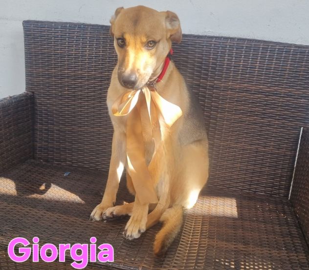 Cucciola meravigliosa!!! - Foto 6