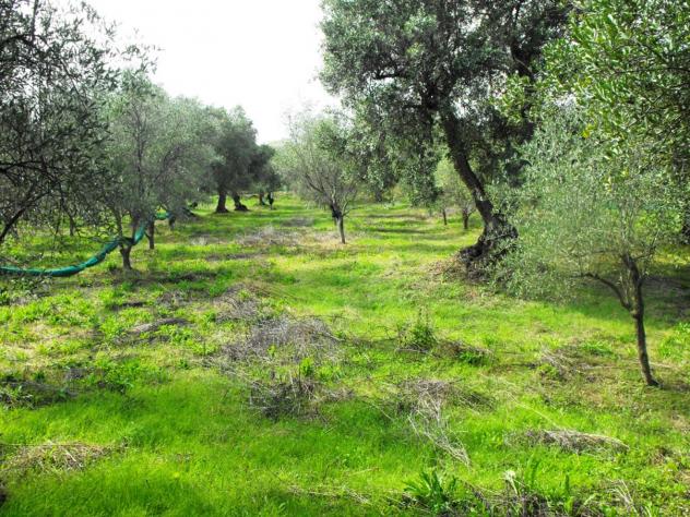 Agricolo in Località Caselle - Foto 14