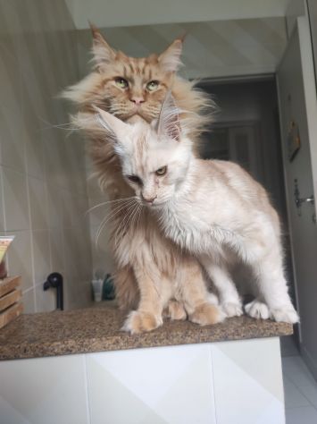 Maine coon - Foto 3