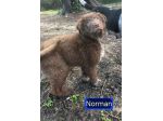 NORMAN NANUK NUCCIA CUCCIOLI IN ADOZIONE