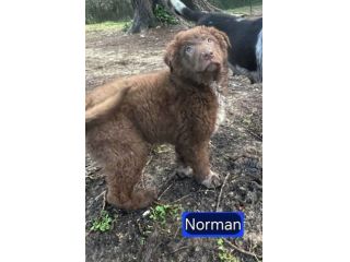 NORMAN NANUK NUCCIA CUCCIOLI IN ADOZIONE
