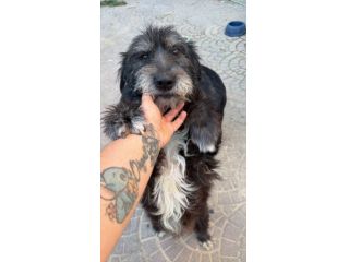 Barbetto spinone cerca famiglia