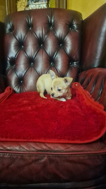 Chihuahua Maschio pelo corto - Roma - Foto 4