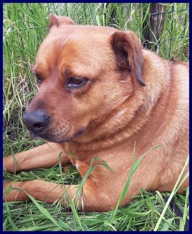 JOSEF adottato da cucciolo e rimandato indietro - Foto 3