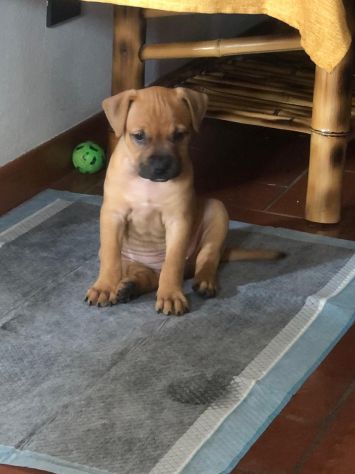 animali Pitbul - Foto 2