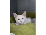 Chicco gattino