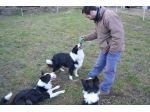 Pet sitter,dai cani gatti e qualsiasi  animale  da affezione
