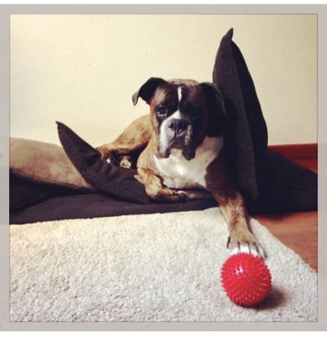 Offro servizio dog sitter a Bologna