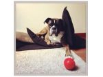Offro servizio dog sitter a Bologna
