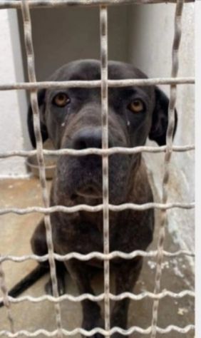 Corso giovane finita in canile 3anni fa SERVE AIUTO!!PUGLIA
